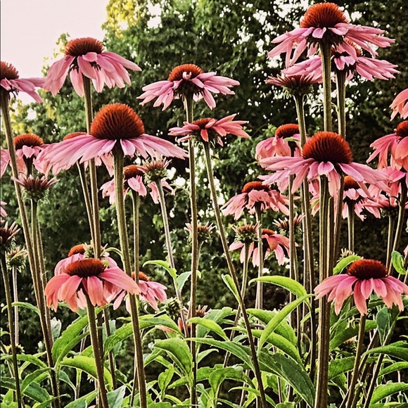 Meet your Posher, Corrina - Picture 1 of 1